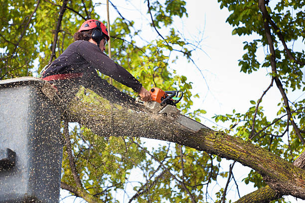 Best Commercial Tree Services  in Cross Plains, WI