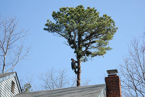 Best Root Management and Removal  in Cross Plains, WI